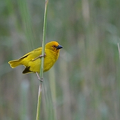 "Yellow Weaver" St. Lucia, South Africa